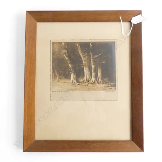 GEORGE CHANCE PHOTO 'BEECH TREES, WAKATIPU NZ' 160x210mm