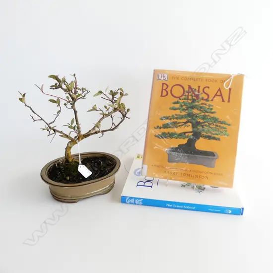 BONSAI H.300mm + 2 BOOKS