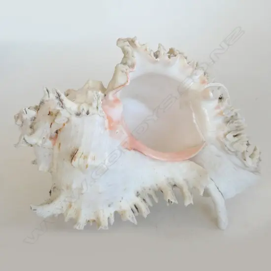 LG CONCH SHELL L. 250mm