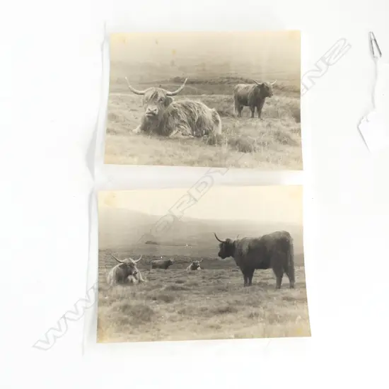 UNA GARLICK (1883-1951) 2x VINTAGE PHOTOS long horned cattle 200 x 145mm unframed 1 w photographers details verso