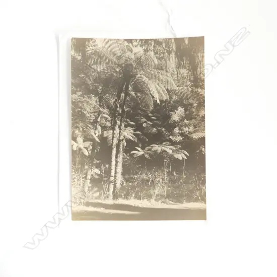 (1883-1951) VINTAGE PHOTO 'Fern Trees New Plymouth' 200 x 145mm unframed