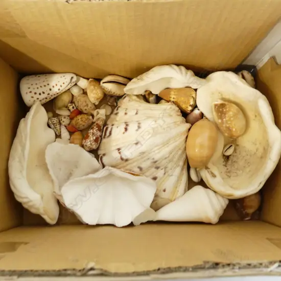 BOX ASST SHELLS, MEDIUM & SMALL 