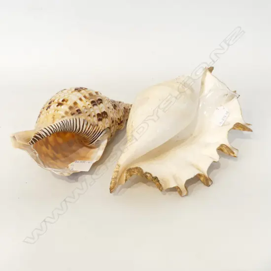 2 LG SHELLS, L 290, 290mm