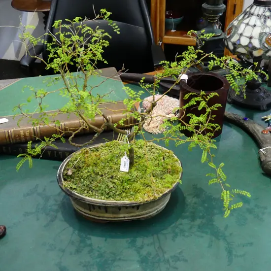 BONSAI KOWHAI H.450mm