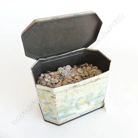 TIN HUNDREDS CATS EYE SPIRAL SHELLS 