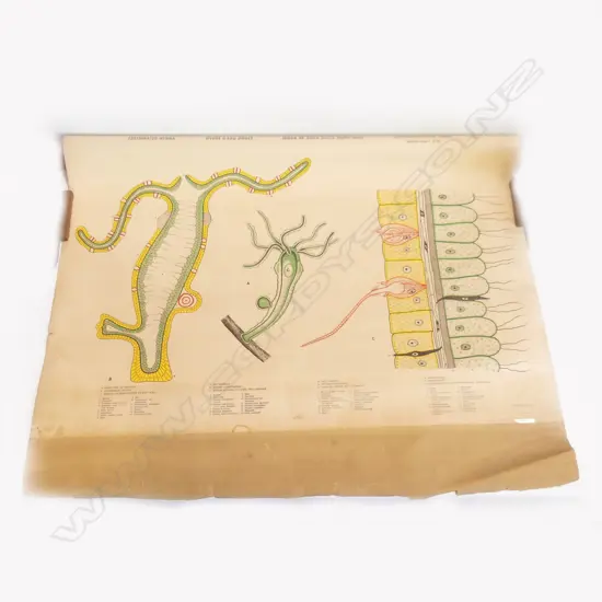 VINTAGE BIOLOGY CHART FRESHWATER HYDRA