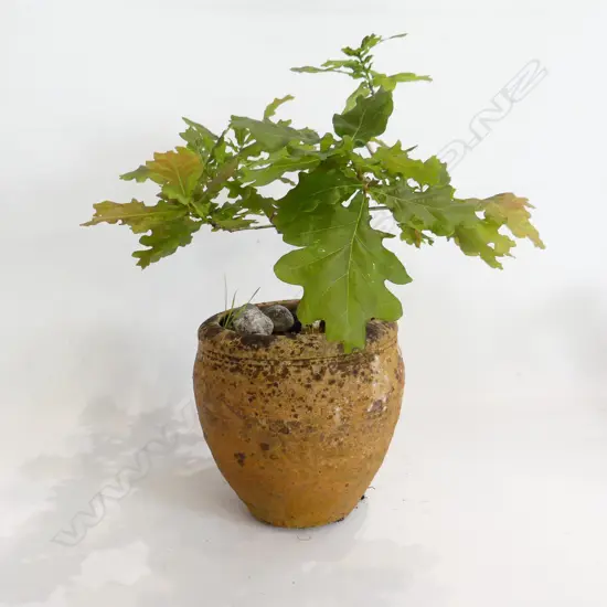 BONSAI OAK IN POT H.500mm