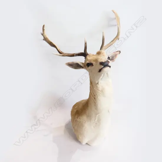 LG DEER HEAD WITH HORNS,  APPROX H. 600mm