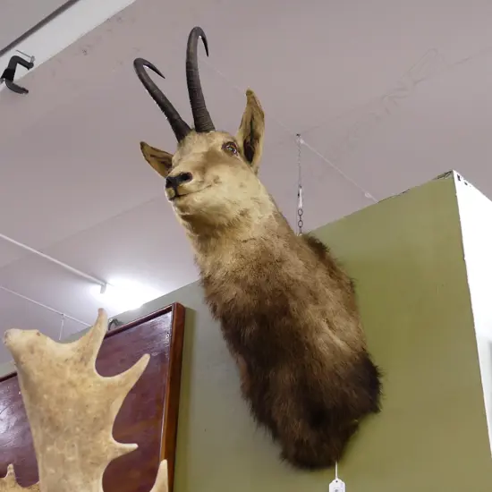 CHAMOIS HEAD (MOUNTAIN ANELOPE) WITH HORNS H. 700mm