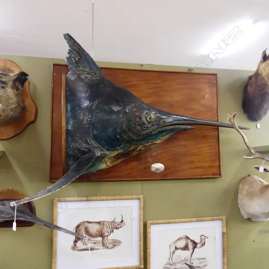 LG WALL MOUNTED BLACK MARLIN TAXIDERMY CAUGHT 1966 1000x1450mm