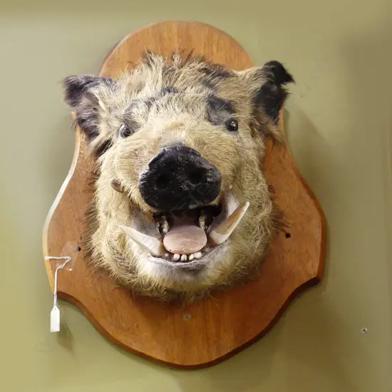 LG WILD PIG HEAD ON WOODEN WALL MOUNT 