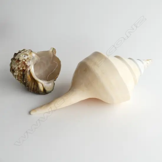 2 LG SHELLS; TURBO MARMORATUS (L. 155mm) & SYRINX ARAUNUS (L. 380mm)