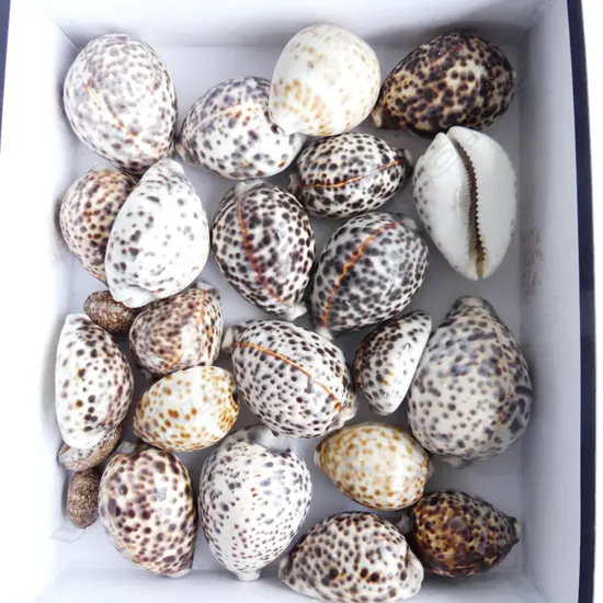 BOX TONGAN TIGER COWRIE SHELLS, ASST SIZE, 20+