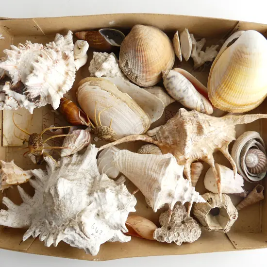 LG TRAY ASST MED & SMALL SHELLS & SM PCS CORAL ETC..