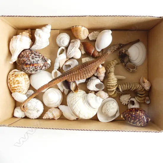 TRAY ASST SHELL ETC.. INCL SEAHORSES ETC..