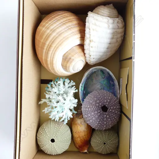 BOX ASST LG SHELLS INCL PIECE BLUE CORAL, SEA URCHINS ETC..