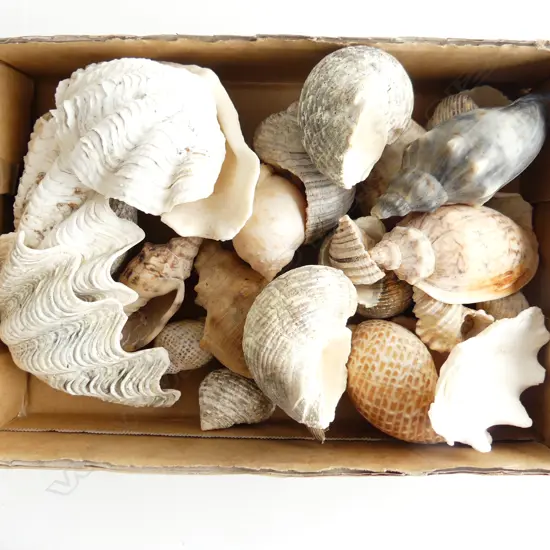 TRAY MEDIUM SHELLS INCL TIGER COWRIE