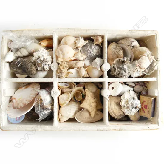 TRAY ASST SHELLS INCL STAR FISH, SM CORAL BRANCHES  ETC..