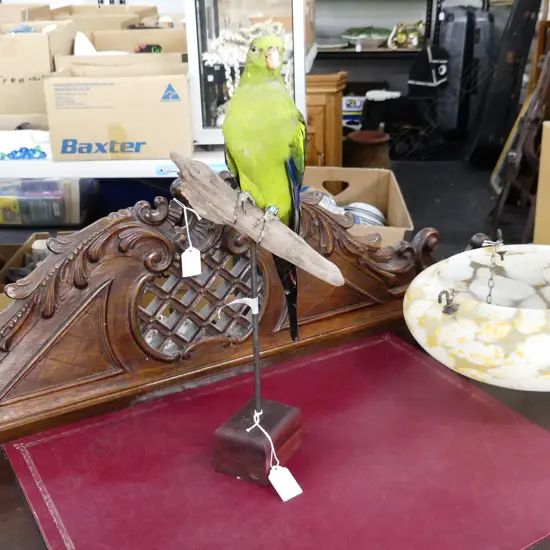 TAXIDERMY ROCK PEBBLER PARROT ON STAND H.440mm