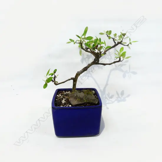 BONSAI H.320mm