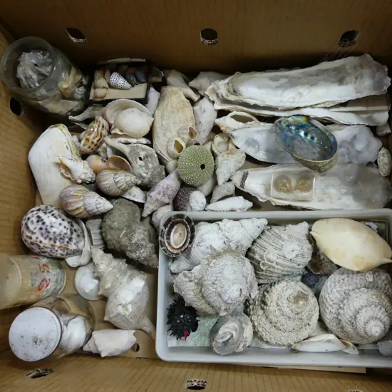 BOX ASST SHELLS, SEA URCHINS ETC..