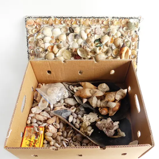 LG BOX ASST SHELLS + BOARD OF SHELLS