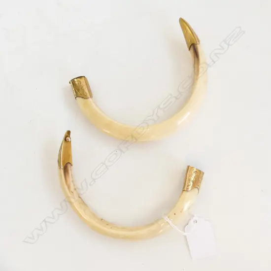 PR 9ct GOLD MOUNTED LGE BOARS TUSKS c1900 some faults to mounts. L.130mm