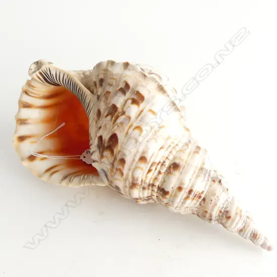 LG CONCH SHELL L.300mm