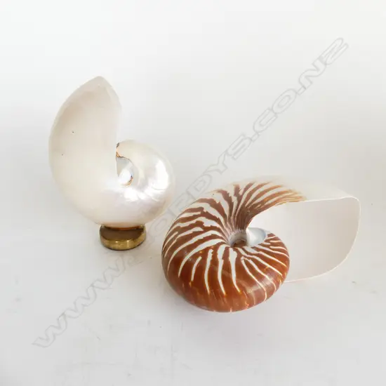 2 COLLECTABLE SHELLS, ONE ON STAND, H. 160,180mm