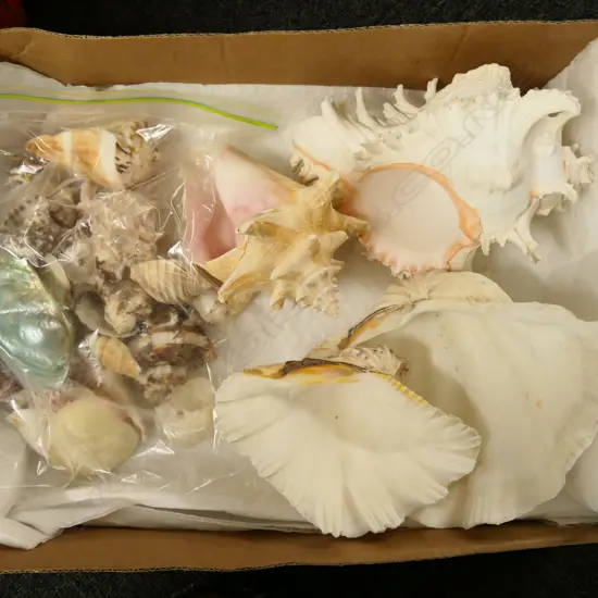 BOX OF SHELLS INCL BAG MEDIUM SIZE SHELLS & 4 LARGE SHELLS 
