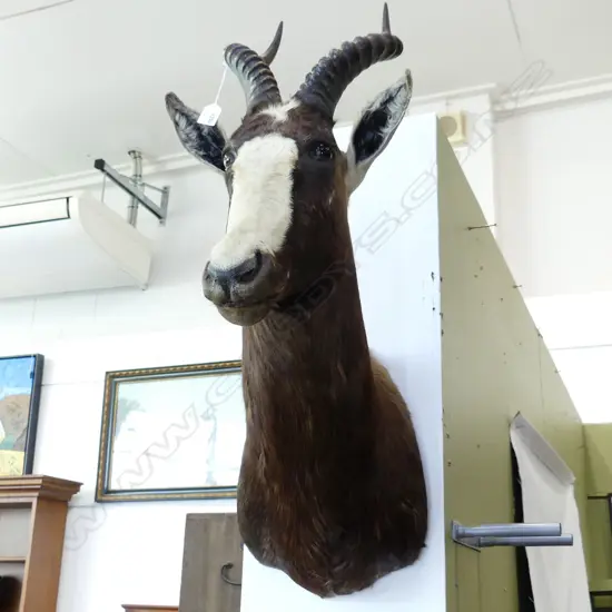 TAXIMERMIED AFRICAN TOPI (ANTELOPE). H.870mm