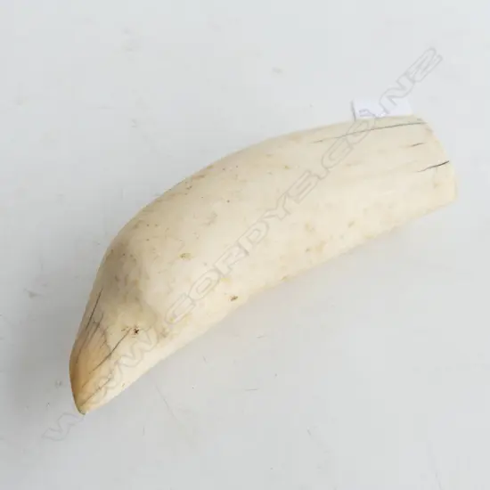 SPERM WHALES TOOTH L140MM