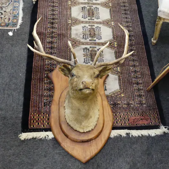 MOUNTED TAXIDERMY STAG DEER HEAD; 11 POINTER H.1000mm WORN