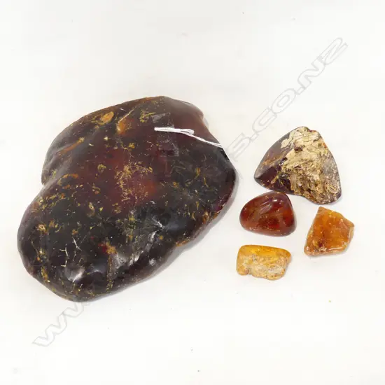 5 PCES KAURI GUM LARGEST 200x180mm