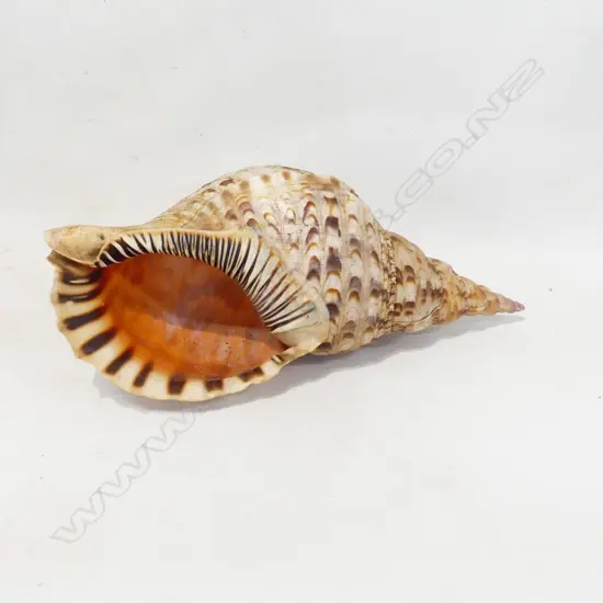 LGE PACIFIC TRUMPET SHELL L.340mm