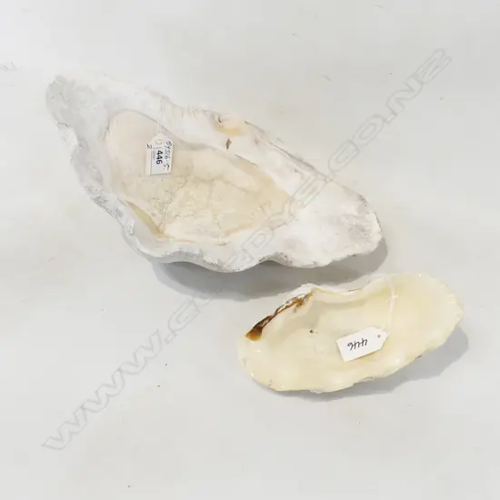 2 small GIANT/CLAM SHELLS L.295 & 165mm