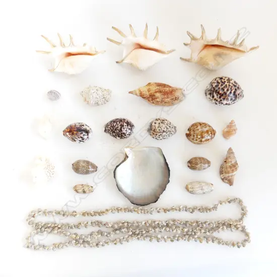 BOX 3 SPIDER & OTHER SHELLS: COWRIE SHELLS ETC