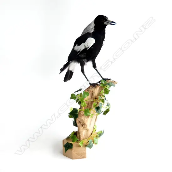 TAXIDERMY MAGPIE ON STAND H.515mm