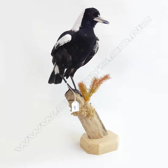 TAXIDERMY MAGPIE ON STAND H.500mm