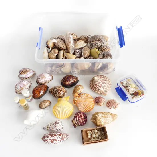 BOX ASST. SHELLS ETC