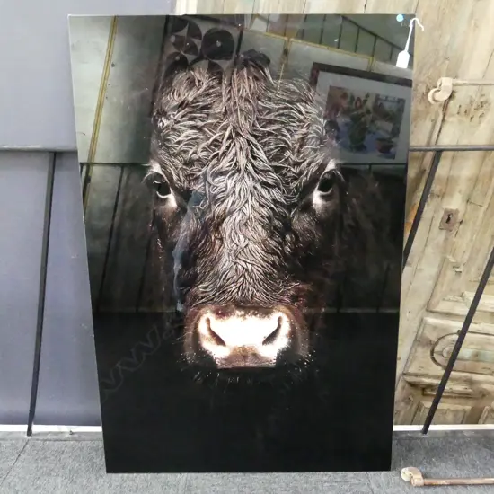 LG GLASS PRINT, BLACK COW 1200x800mm