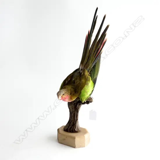 TAXIDERMY PARROT ON STAND H.460mm