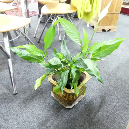 ORIENTAL CERAMIC JARDINERE H.200mm w. PEACE LILY