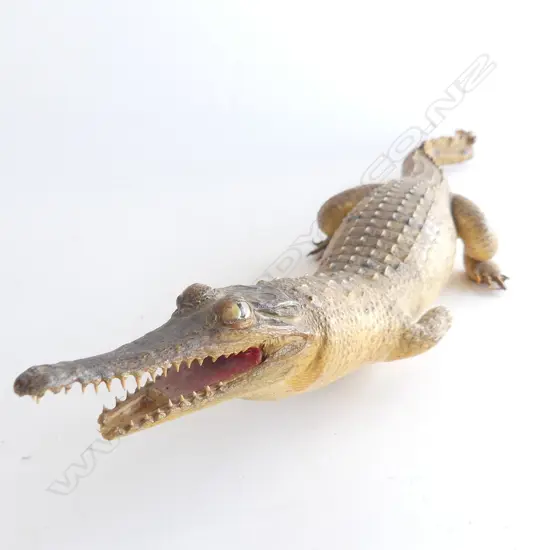 TAXIDERMIED CROCODILE AF L.560mm