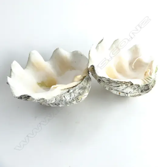 2 CLAM SHELLS W.260mm