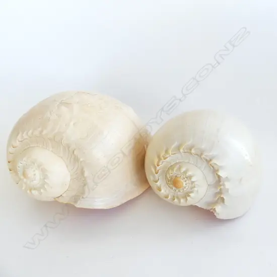 2 LARGE BAILER SHELLS L.250mm