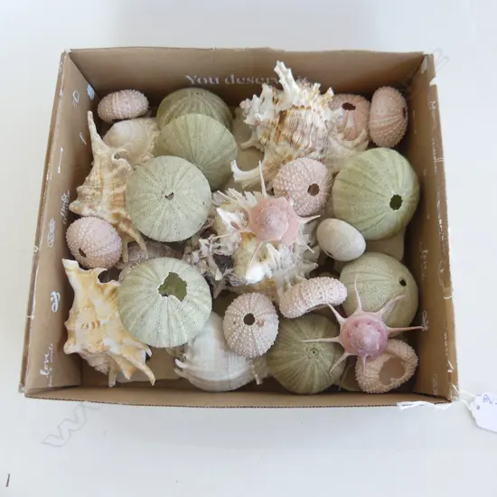 BOX LOT ASST. KINA SHELLS ETC