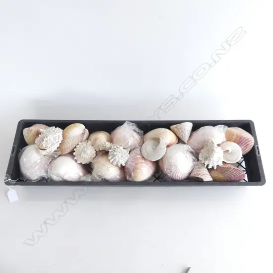 TRAY SCALLOP SHELLS ETC