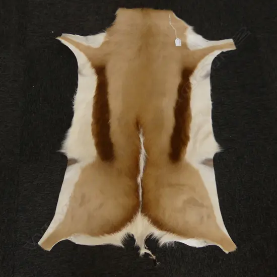 AUTHENTIC SPRINGBOK HIDE FROM SOUTH AFRICA  L.1050mm