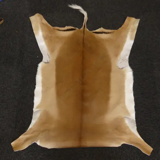 AUTHENTIC IMPALA HIDE FROM SOUTH AFRICA L.1400mm